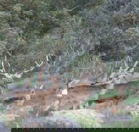Hahndorf Venison - Accommodation Brisbane