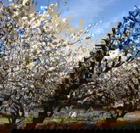 Allambie Orchard and Cafe - Accommodation Brisbane