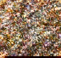 Mitch's Pizza  Pasta - Accommodation Brisbane