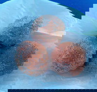 Coral Bay Bakery - Accommodation Brisbane