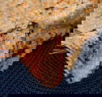 Haweli Indian - Wanneroo - Accommodation Brisbane