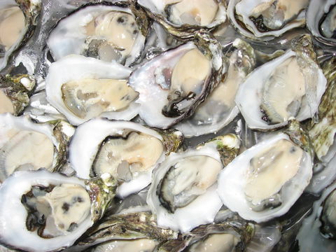 Grunske's By The River Seafood Market And Restaurant - Accommodation Brisbane 1