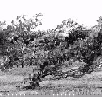 Smallfry wines cellar door - Accommodation Brisbane