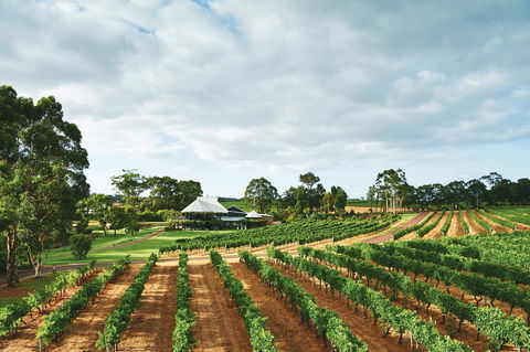 Vasse Felix Winery - Accommodation Brisbane 0