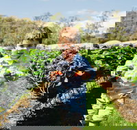 Hillwood Berries Farmgate  Pick Your Own - Accommodation Brisbane