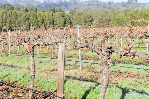 Paisley Wines - Accommodation Brisbane 2