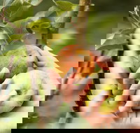 St Ronan's Cider - Accommodation Brisbane