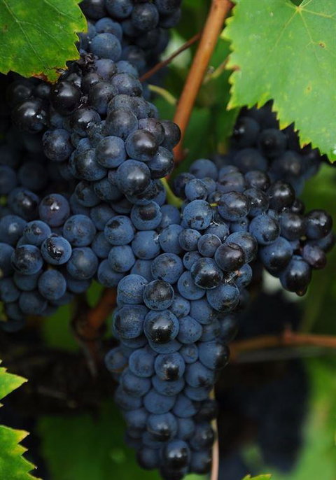 Lunch Craft - Accommodation Brisbane 12