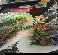 The Pub - Accommodation Brisbane