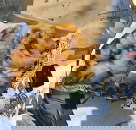 Chef's Catch - Accommodation Brisbane