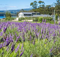 Port Arthur Lavender - Accommodation Brisbane