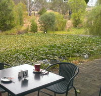 Avocados - Accommodation Brisbane