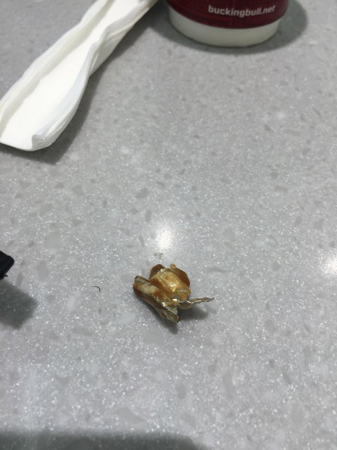 Bucking Bull Rockingham - Accommodation Brisbane 3