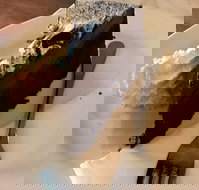 Dome - Accommodation Brisbane