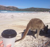 Lucky Bean - Accommodation Brisbane