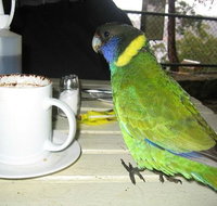 cafe on the dam - Accommodation Brisbane
