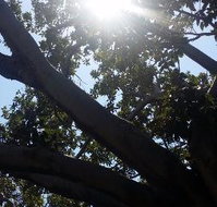 The Season Tree - Accommodation Brisbane