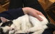 MeowMe Cafe - thumb 0