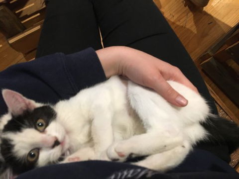 MeowMe Cafe - Accommodation Brisbane 0