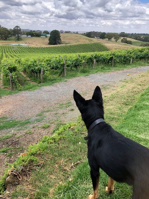 Anderson Hill Cellar Door Restaurant - Accommodation Brisbane 1