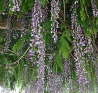 The Topiary Pantry - Accommodation Brisbane