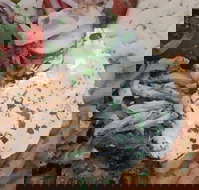 Ena Greek Street Food - Accommodation Brisbane