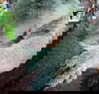 Champagne Bush Tucker Breakfast with the Koalas - Accommodation Brisbane