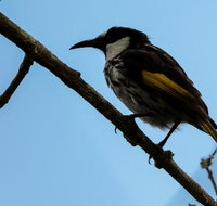 Ivy Cottage - Accommodation Brisbane