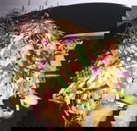 Frankie - Accommodation Brisbane