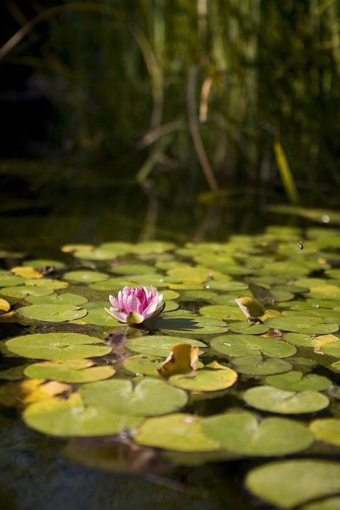 University House - ANU - Accommodation Brisbane 35