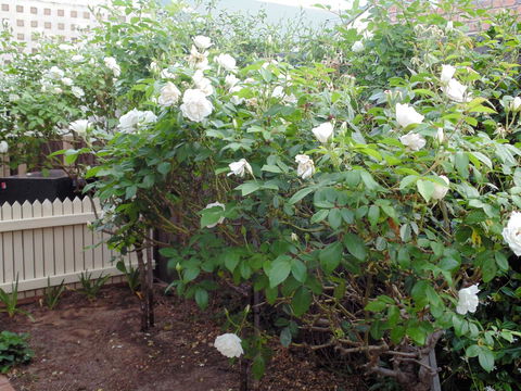 Baronet B & B - Accommodation Brisbane 18