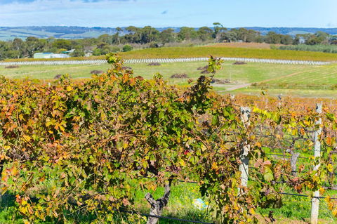 Sun & Surf Aldinga Beach Apartment - Accommodation Brisbane 15