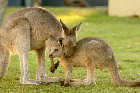 BIG4 Tasman Holiday Parks - Racecourse Beach - Accommodation Brisbane 39