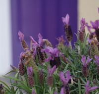 The Purple Door on Seaview - Accommodation Brisbane