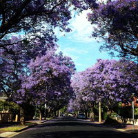 Book Wayville Accommodation Vacations Accommodation Brisbane Accommodation Brisbane