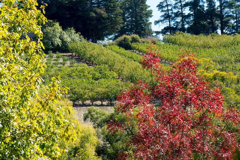 The Manor Basket Range - Accommodation Brisbane 16