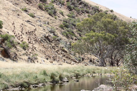 Rabbiters Hut - Accommodation Brisbane 29