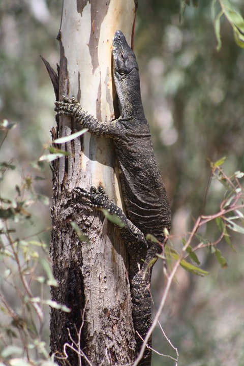 Rabbiters Hut - Accommodation Brisbane 30