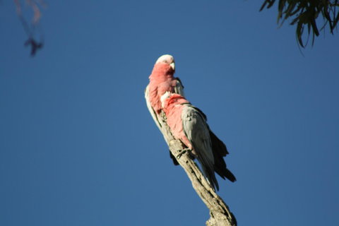 Rabbiters Hut - Accommodation Brisbane 27