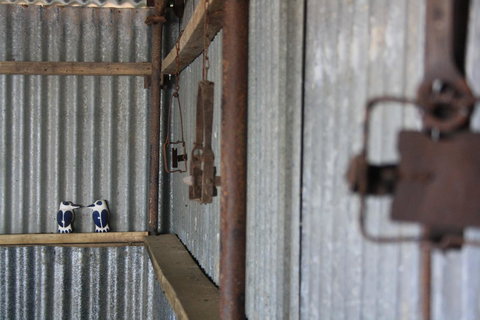 Rabbiters Hut - Accommodation Brisbane 11