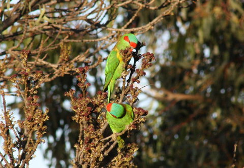Rabbiters Hut - Accommodation Brisbane 32
