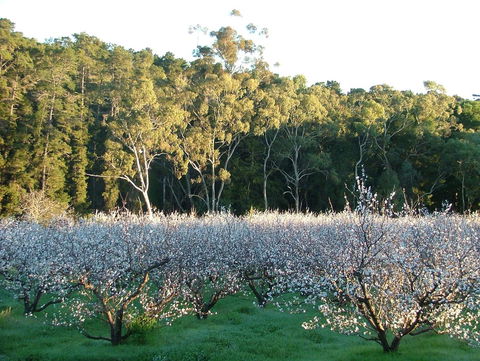 Taralee Orchards - Accommodation Brisbane 5