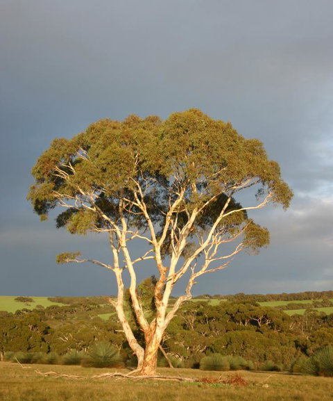 Ecopia Retreat - Accommodation Brisbane 24