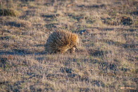 Ecopia Retreat - Accommodation Brisbane 7