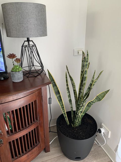 Sunshine Four - Accommodation Brisbane 2