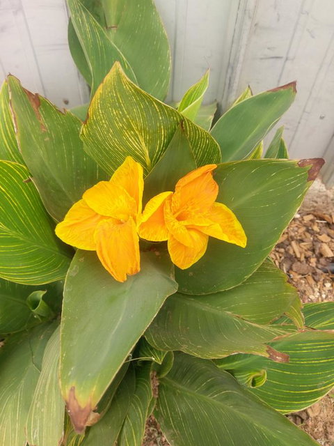 Desert Gum Retreat Gough St - Accommodation Brisbane 20