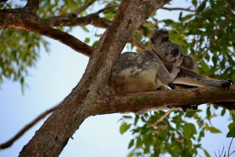SummerHills Retreat Byron Bay - Accommodation Brisbane 36