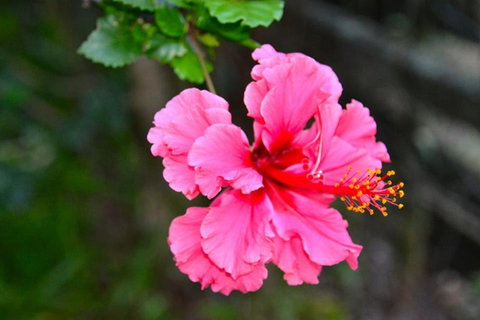 SummerHills Retreat Byron Bay - Accommodation Brisbane 35