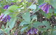 A Secret Garden - thumb 11