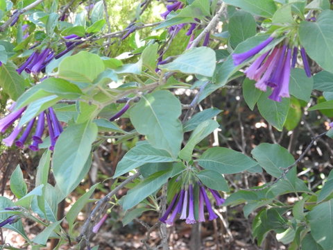 A Secret Garden - Accommodation Brisbane 11